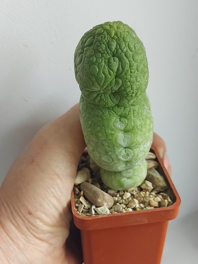 PSEUDOLITHOS migiurtinus = spaericus = eylensis