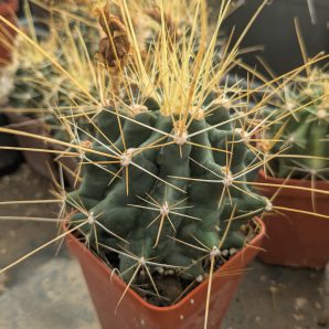 Ferocactus hamatacanthus v. flavispinus