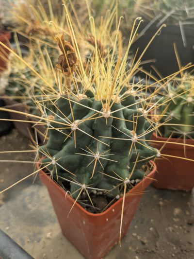 Ferocactus hamatacanthus v. flavispinus