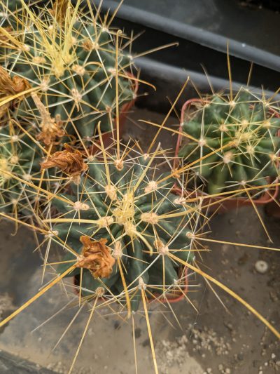 Ferocactus hamatacanthus v. flavispinus - Зображення 2