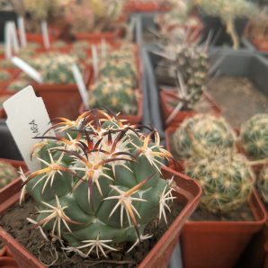 Coryphantha tripugionacantha L 1464