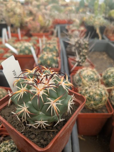 Coryphantha tripugionacantha L 1464