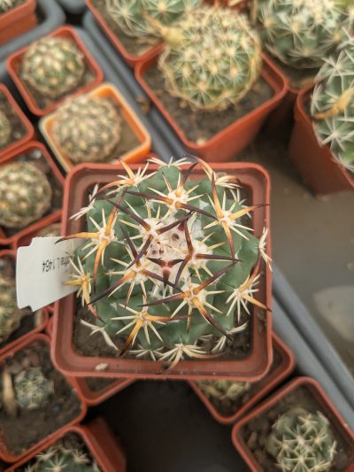 Coryphantha tripugionacantha L 1464 - Зображення 2