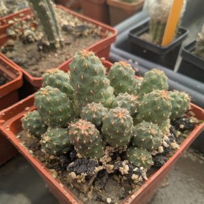Puna subteranea (mesa garden 1179.96)