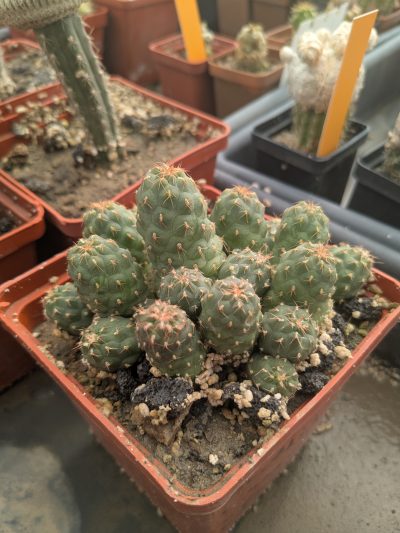 Puna subteranea (mesa garden 1179.96)