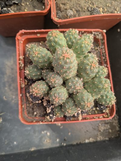 Puna subteranea (mesa garden 1179.96) - Зображення 2