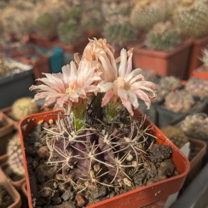 Neochilenia 210 MK