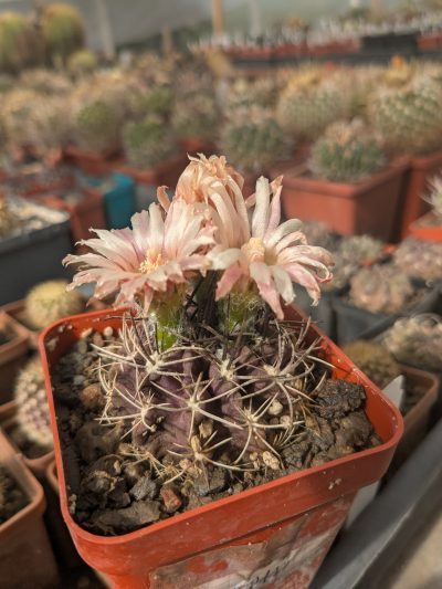 Neochilenia 210 MK