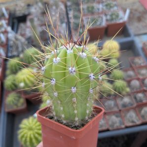 Trichocereus candicans MG 1283.29