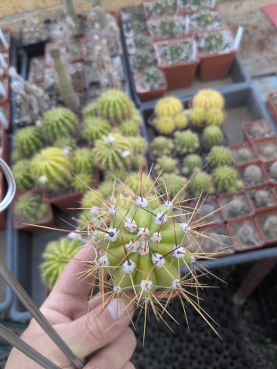 Trichocereus candicans MG 1283.29 - Зображення 2