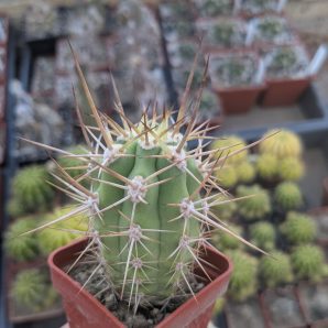 Trichocereus chiloensis