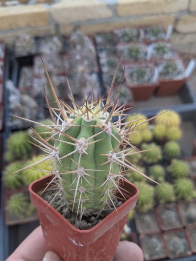 Trichocereus chiloensis