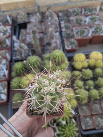 Trichocereus chiloensis - Зображення 2