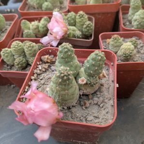 Puna subteranea (mesa garden 1179.96)