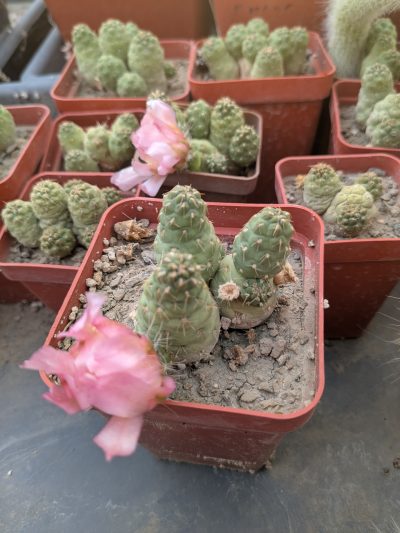 Puna subteranea (mesa garden 1179.96)