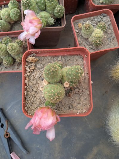 Puna subteranea (mesa garden 1179.96) - Зображення 2