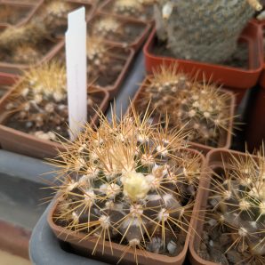 Mammillaria nivosa