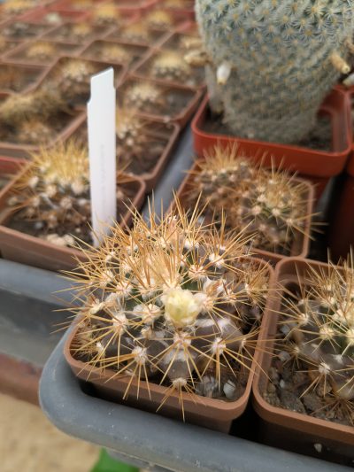 Mammillaria nivosa