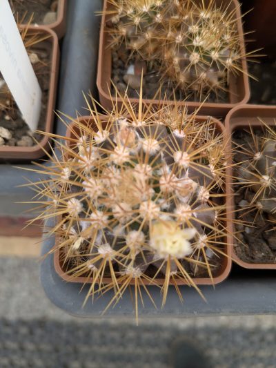 Mammillaria nivosa - Зображення 2