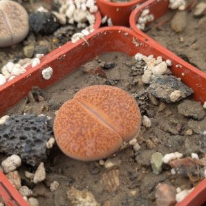 Lithops aucampiae v. koelemanii