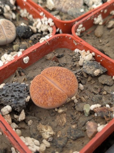 Lithops aucampiae v. koelemanii