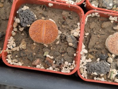 Lithops aucampiae v. koelemanii - Зображення 2