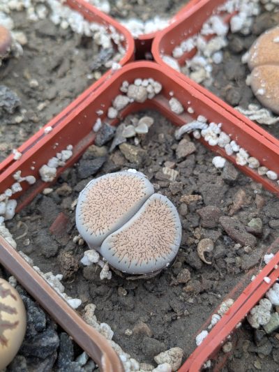 Lithops aucampiae - Зображення 2