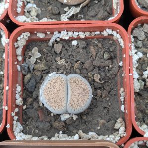 Lithops aucampiae