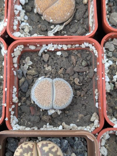 Lithops aucampiae