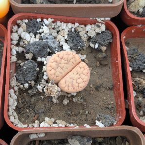 Lithops gracilidelineata C374