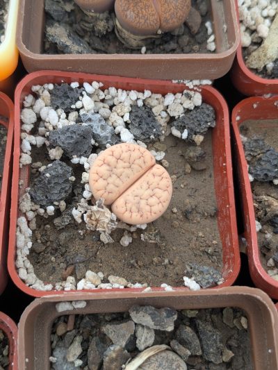 Lithops gracilidelineata C374