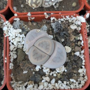 Lithops schwantesii v. marthae H4886