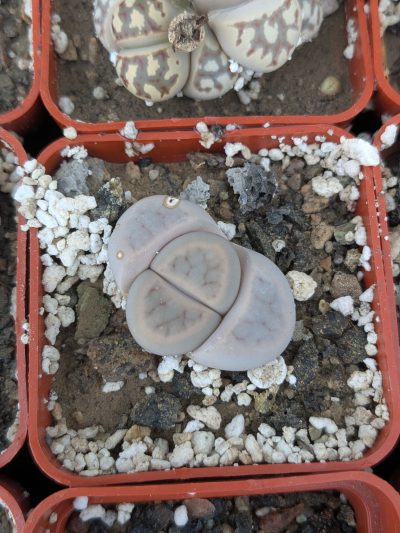 Lithops schwantesii v. marthae H4886