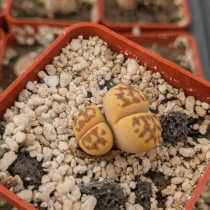 Lithops dorotheae C124