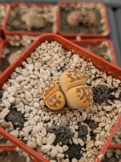 Lithops dorotheae C124
