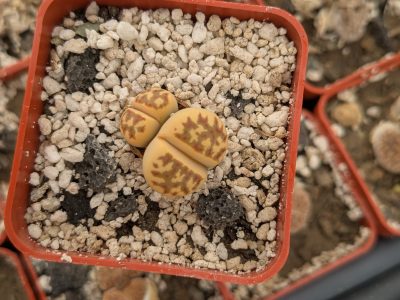 Lithops dorotheae C124 - Зображення 2
