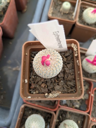 Epithelantha greggii - Зображення 2