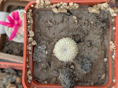 Epithelantha micromeris - Зображення 2