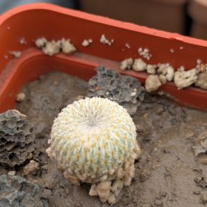 Epithelantha micromeris