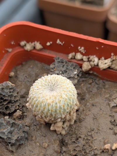 Epithelantha micromeris