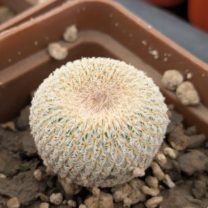 Epithelantha neomexicana