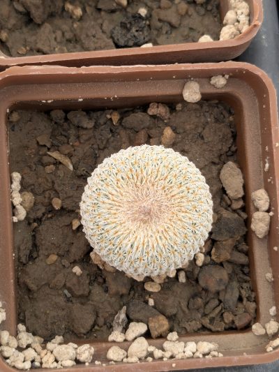 Epithelantha neomexicana - Зображення 2