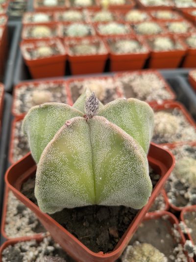 Astrophytum myriostigma - Зображення 2