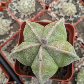 Astrophytum myriostigma