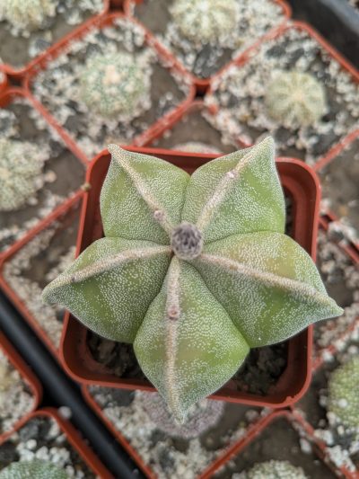 Astrophytum myriostigma