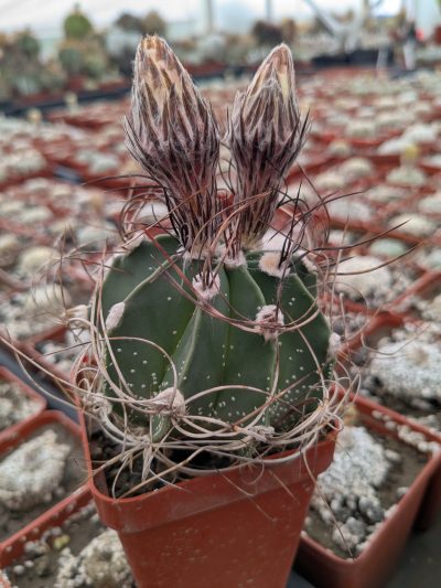 Astrophytum capricorne - Зображення 2