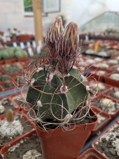 Astrophytum capricorne