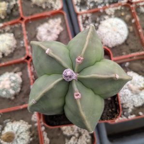 Astrophytum myriostigma nudum