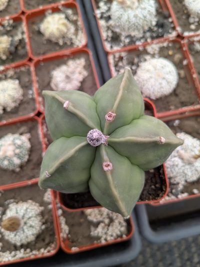 Astrophytum myriostigma nudum