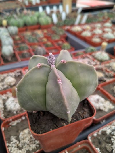 Astrophytum myriostigma nudum - Зображення 2